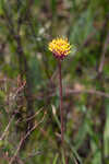 Chapman's crownbeard